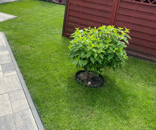 Gotowy trawnik z rolki Szczecinek - widok z drzewkiem ozdobnym