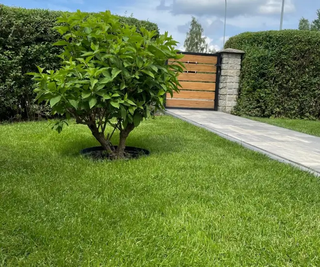 Trawnik z rolki od producenta - dom jednorodzinny Szczecinek