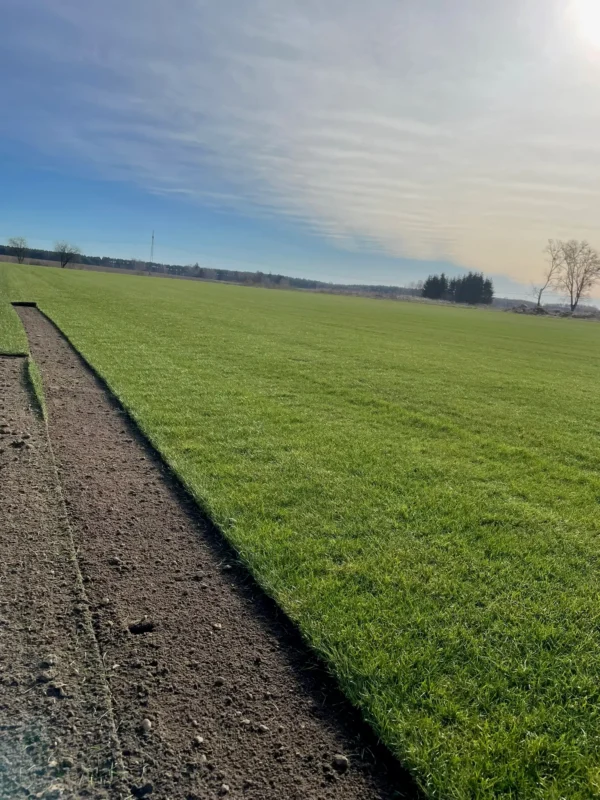 Nasza plantacja - trawazrolki24 10