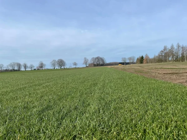 Nasza plantacja - trawazrolki24 11