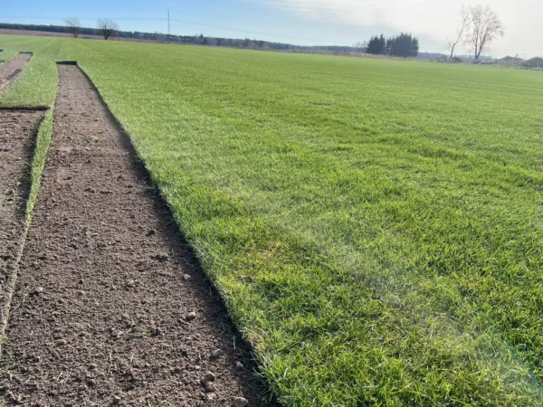 Nasza plantacja - trawazrolki24 12