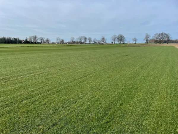 Nasza plantacja - trawazrolki24 13