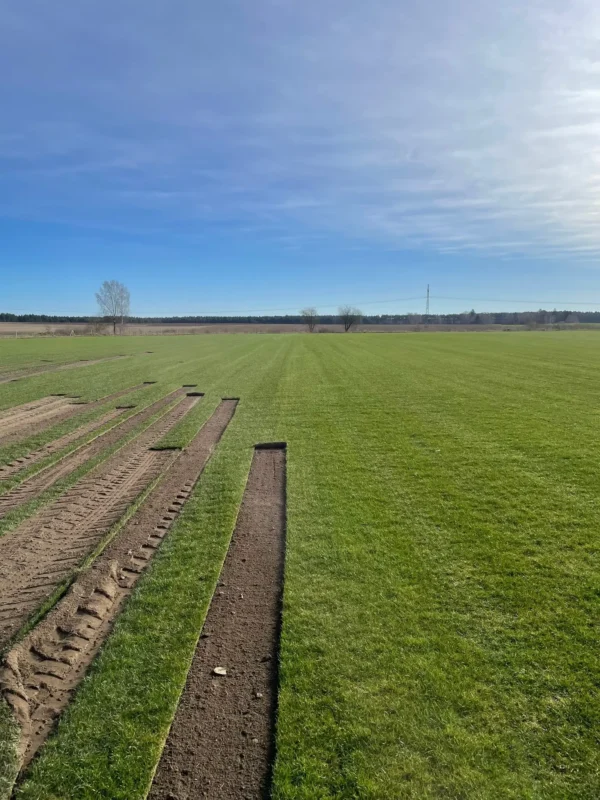 Nasza plantacja - trawazrolki24 14