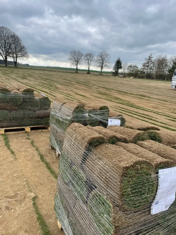 Nasza plantacja - trawazrolki24 15