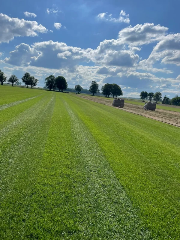 Nasza plantacja - trawazrolki24 18