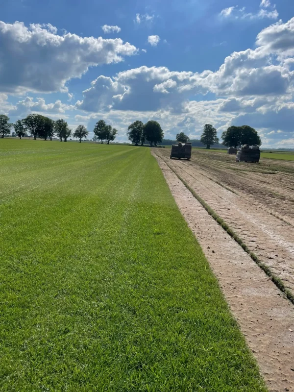 Nasza plantacja - trawazrolki24 19