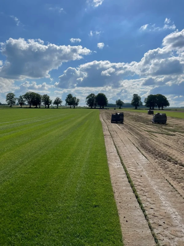 Nasza plantacja - trawazrolki24 20