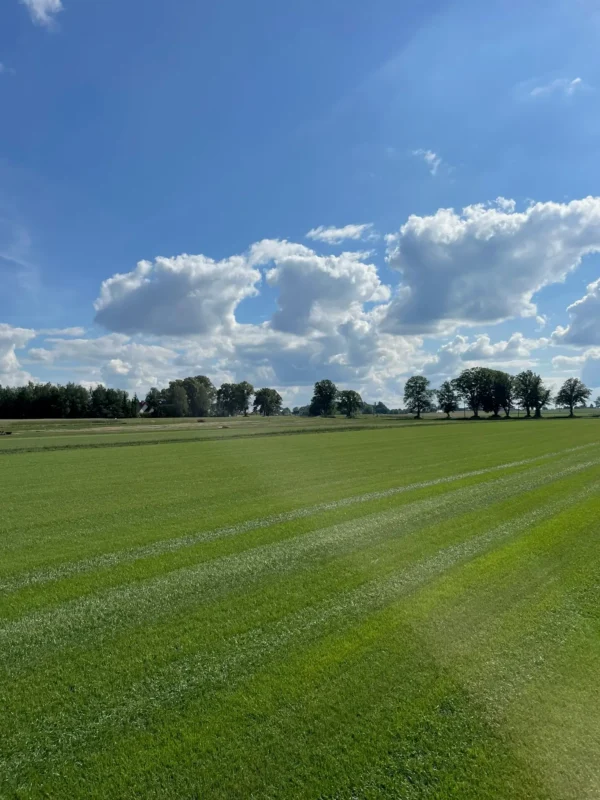 Nasza plantacja - trawazrolki24 21