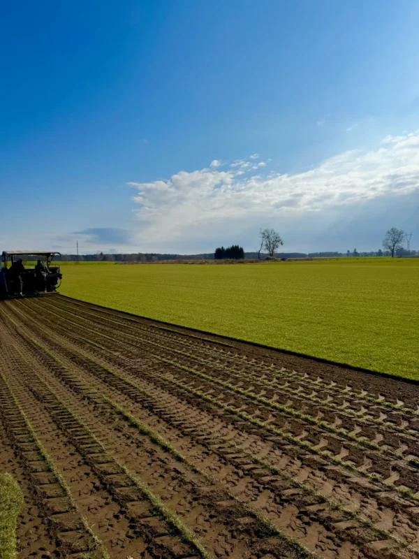 Nasza plantacja - trawazrolki24 4