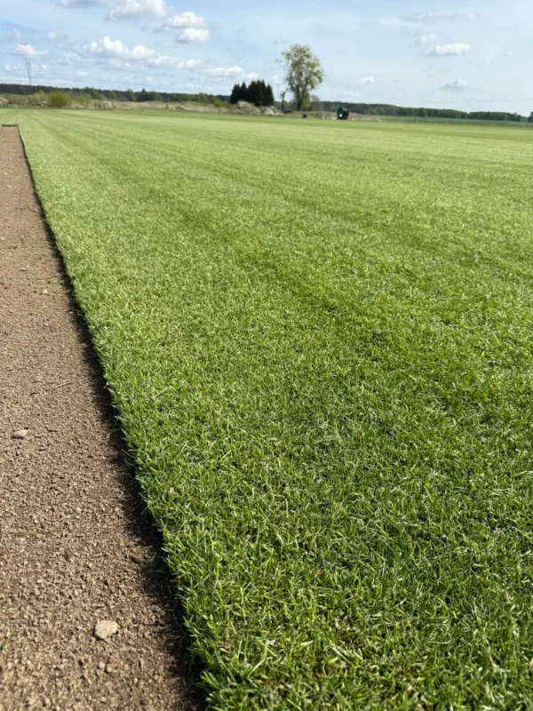 Nasza plantacja - trawazrolki24 5