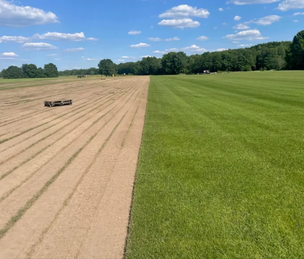 Nasza plantacja - trawazrolki24 8