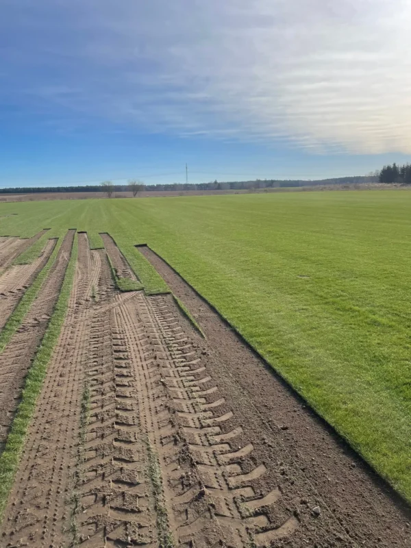 Nasza plantacja - trawazrolki24 9