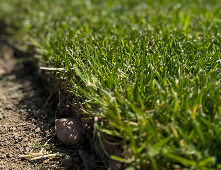 Jakość trawnika - trawazrolki24.pl