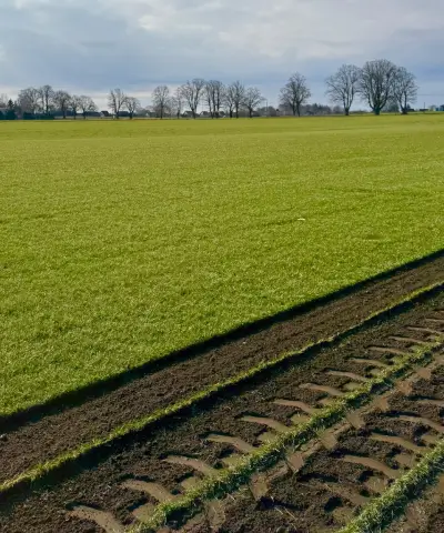 Nasza plantacja trawy z rolki