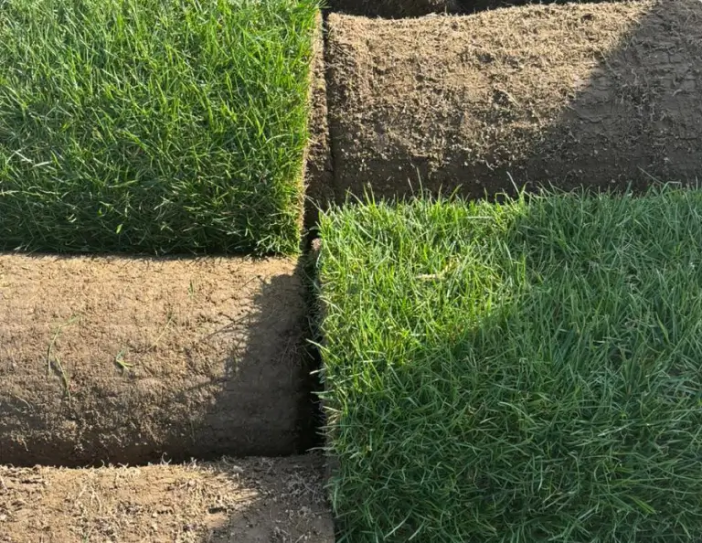 rolki trawy na palecie trawazrolki24